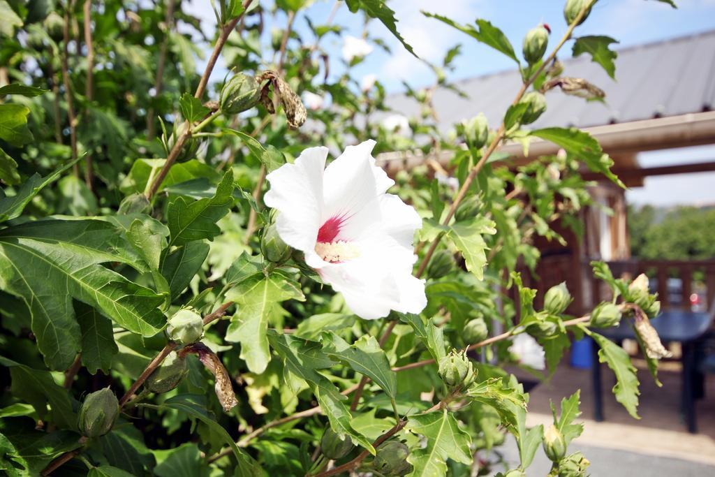 Camping Domaine Vallee Du Tarn Sn Saint-Cirgue Dış mekan fotoğraf